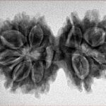 10 Mk Gaurishankar 32mm 5.15gm - Inverse xray