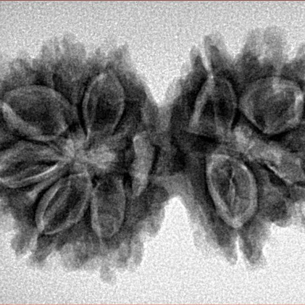 10 Mk Gaurishankar 32mm 5.15gm - Inverse xray