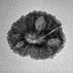 14 Mukhi Rudraksha 19.1mm 1.56gm - Inverse xray