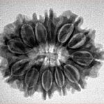 12 Mukhi Rudraksha 27mm 4.11gm - Inverse xray
