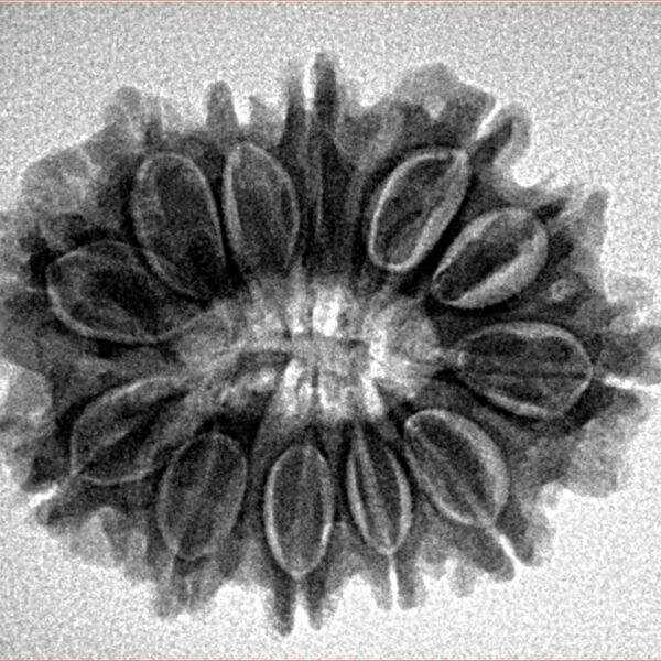 12 Mukhi Rudraksha 27mm 4.11gm - Inverse xray