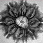 9 Mukhi Rudraksha 25.1mm 3.72gm - Inverse xray