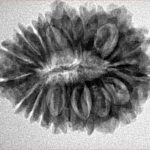 19 Mukhi Rudraksha 27.8mm 4.32gm - Inverse xray