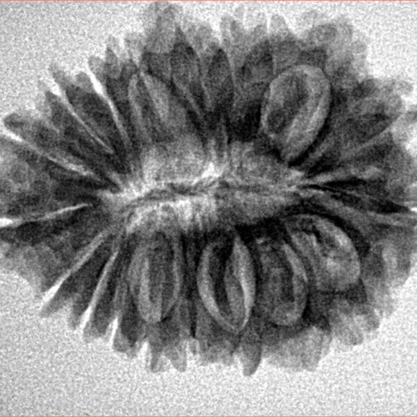 19 Mukhi Rudraksha 27.8mm 4.32gm - Inverse xray