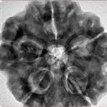 5 Mukhi Rudraksha 29mm 8.27gm - Inverse xray