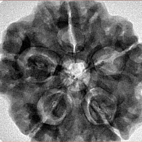 5 Mukhi Rudraksha 29mm 8.27gm - Inverse xray