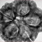 5 Mukhi Rudraksha 30.8mm 8.38gm - Inverse xray