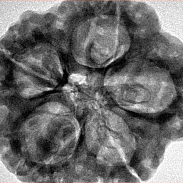 5 Mukhi Rudraksha 30.8mm 8.38gm - Inverse xray