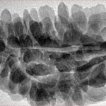 1 Mukhi Rudraksha 39.1mm 6.48gm - Inverse xray