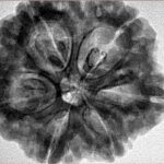 6 Mukhi Rudraksha 29.3mm 8.12gm - Inverse xray