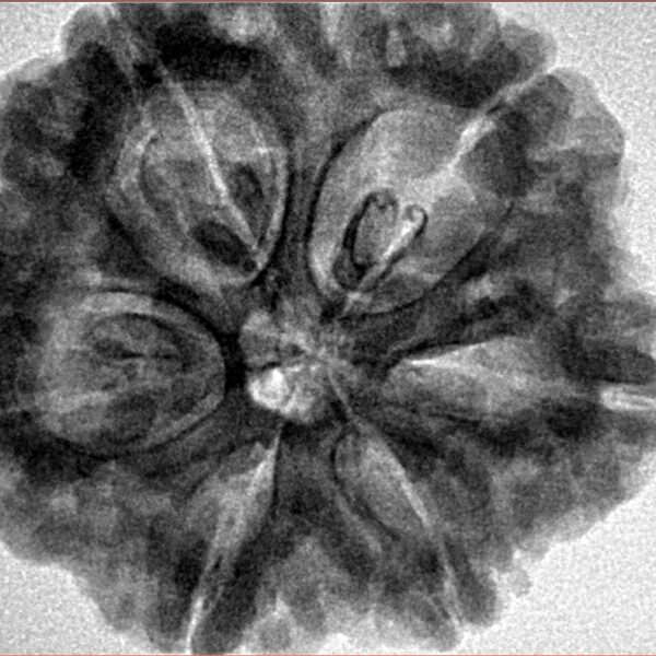 6 Mukhi Rudraksha 29.3mm 8.12gm - Inverse xray