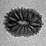 14 Mukhi Rudraksha 11.2mm 0.35gm - Inverse xray