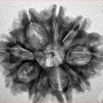 9 Mukhi Rudraksha 25.3mm 4gm - Inverse xray