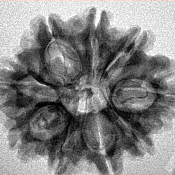 9 Mukhi Rudraksha 25.3mm 4gm - Inverse xray