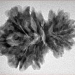 11 Mukhi Garbhgauri 28.2mm 4gm - Inverse xray