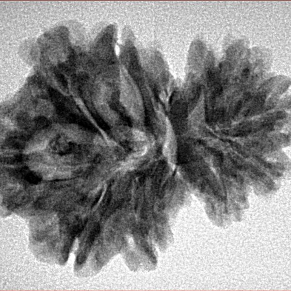 11 Mukhi Garbhgauri 28.2mm 4gm - Inverse xray