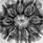 9 Mukhi Rudraksha 32.1mm 6.64gm - Inverse xray