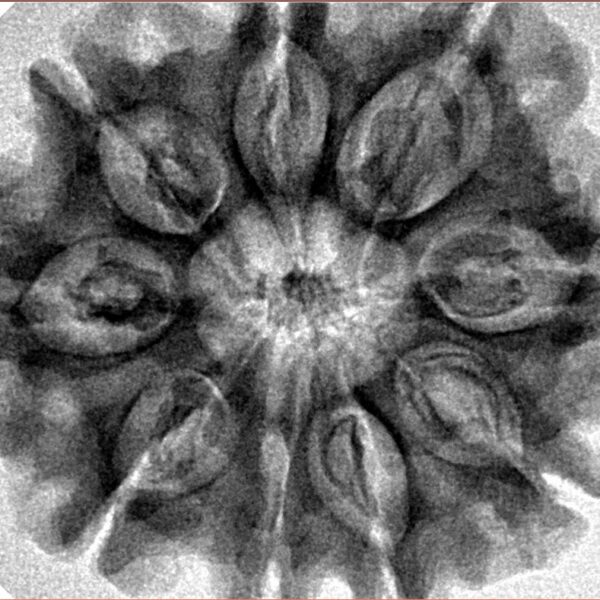 9 Mukhi Rudraksha 32.1mm 6.64gm - Inverse xray
