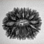 14 Mukhi Rudraksha 23.1mm 3.35gm - Inverse xray