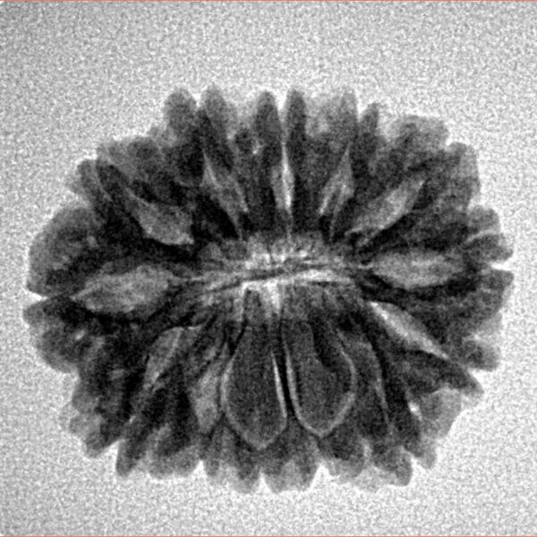 14 Mukhi Rudraksha 23.1mm 3.35gm - Inverse xray