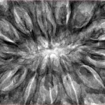 13 Mukhi Rudraksha 41.4mm 13gm - Inverse xray