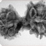 13 Mukhi Mini Trijuti 35mm 5.62gm - Inverse xray