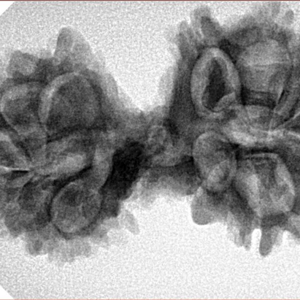 13 Mukhi Mini Trijuti 35mm 5.62gm - Inverse xray