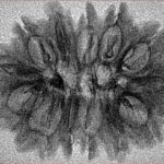 14 Mukhi Rudraksha 31.5mm 2.66gm - Inverse xray