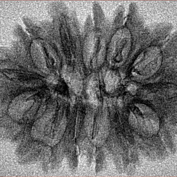14 Mukhi Rudraksha 31.5mm 2.66gm - Inverse xray