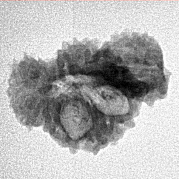 20 Mukhi Trijuti 19.9mm 1.47gm - Inverse xray