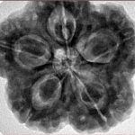 5 Mukhi Rudraksha 29.5mm 8.63gm - Inverse xray