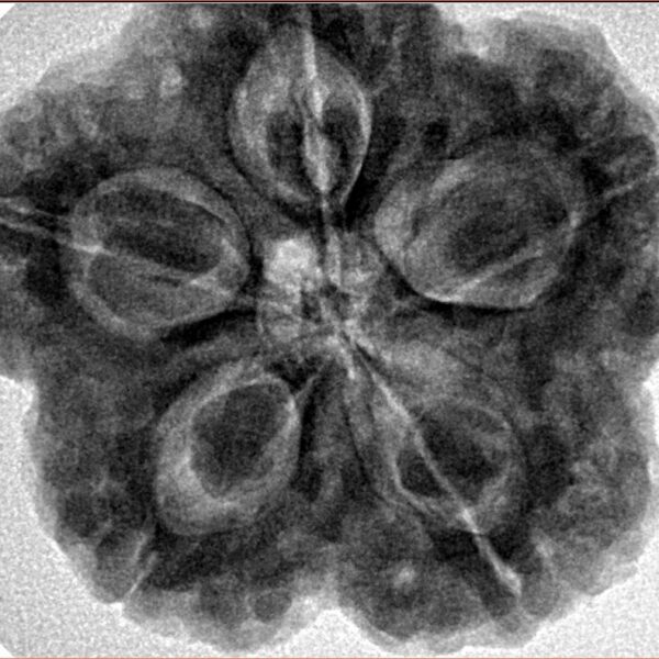 5 Mukhi Rudraksha 29.5mm 8.63gm - Inverse xray