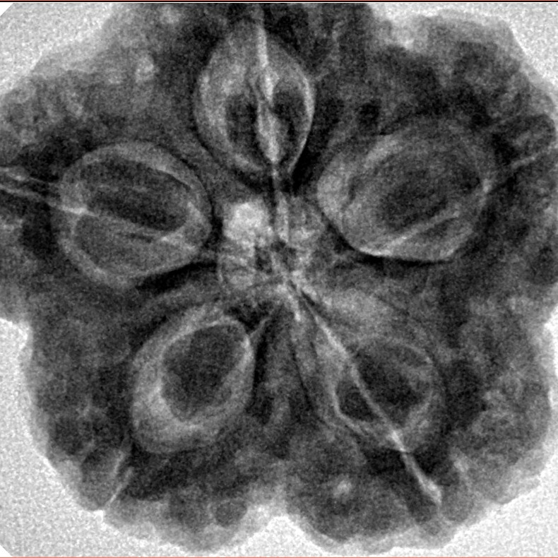 5 Mukhi Rudraksha 29.5mm 8.63gm - Inverse xray
