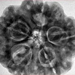5 Mukhi Rudraksha 29.5mm 9.33gm - Inverse xray