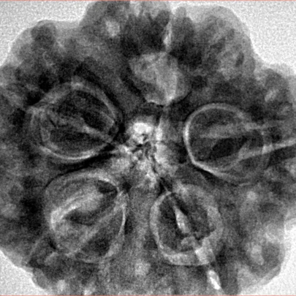 5 Mukhi Rudraksha 29.5mm 9.33gm - Inverse xray