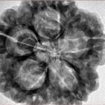 5 Mukhi Rudraksha 29.6mm 8.11gm - Inverse xray