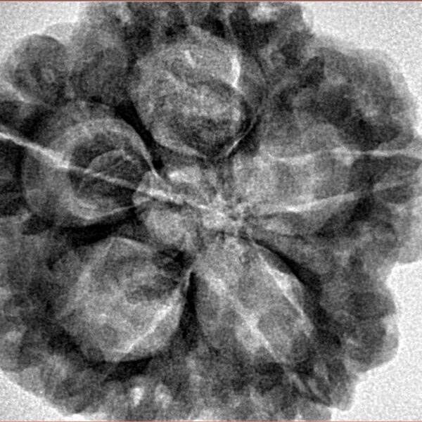 5 Mukhi Rudraksha 29.6mm 8.11gm - Inverse xray