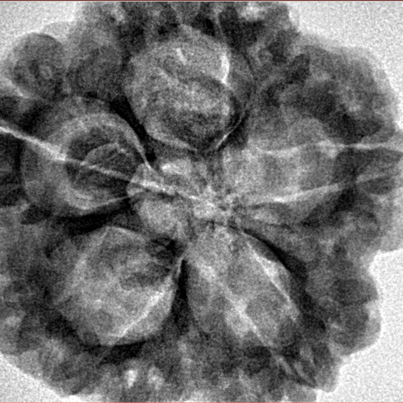 5 Mukhi Rudraksha 29.6mm 8.11gm - Inverse xray
