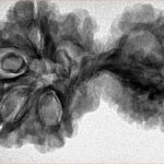 11 Mukhi Mini Trijuti 37.3mm 6.4gm - Inverse xray