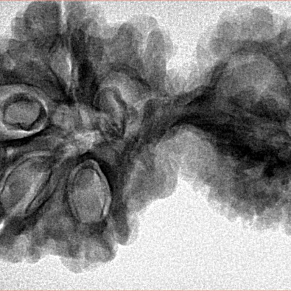 11 Mukhi Mini Trijuti 37.3mm 6.4gm - Inverse xray