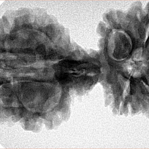 9 Mukhi Mini Trijuti 38.7mm 6.25gm - Inverse xray