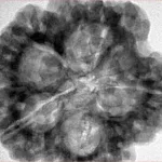 5 Mukhi Rudraksha 30.2mm 8.92gm - Inverse xray