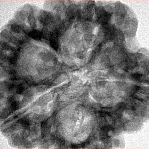 5 Mukhi Rudraksha 30.2mm 8.92gm - Inverse xray