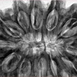 12 Mukhi Rudraksha 39.7mm 10.28gm - Inverse xray