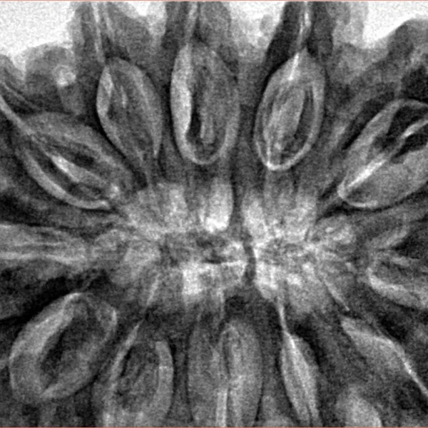 12 Mukhi Rudraksha 39.7mm 10.28gm - Inverse xray