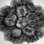 5 Mukhi Rudraksha 29.6mm 8.68gm - Inverse xray