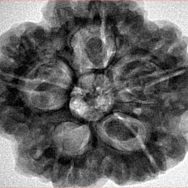 5 Mukhi Rudraksha 29.6mm 8.68gm - Inverse xray