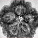 5 Mukhi Rudraksha 29mm 8.23gm - Inverse xray