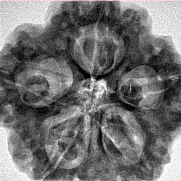 5 Mukhi Rudraksha 29mm 8.23gm - Inverse xray