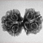 7 MK Gaurishankar 24.7mm 3.12gm - Inverse xray